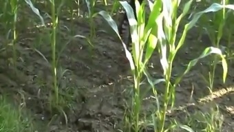 Amateur peeing a huge load in the corn field 