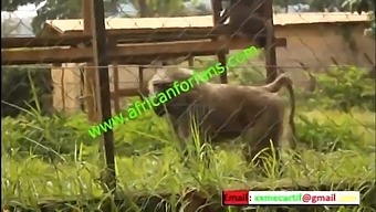 naughty encounter in the Zoological Park of the country in mboa.  xvideos exclusive